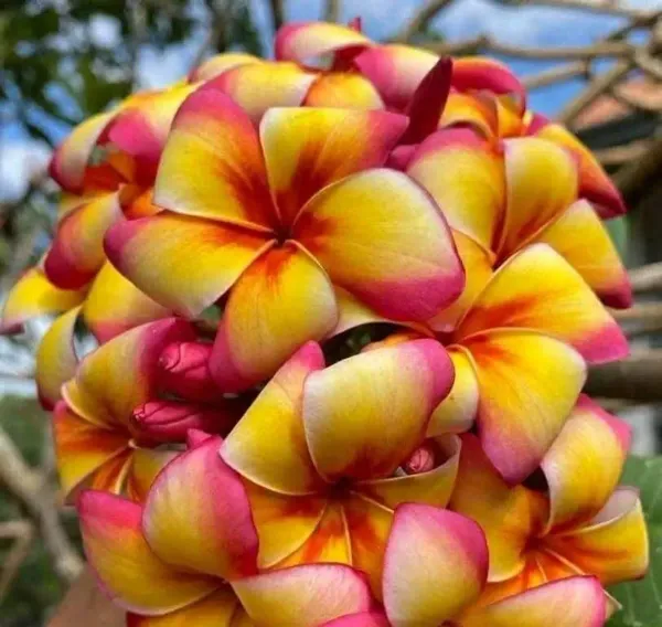 Dwarf_Variety_Pulmeria_Flower_Plant