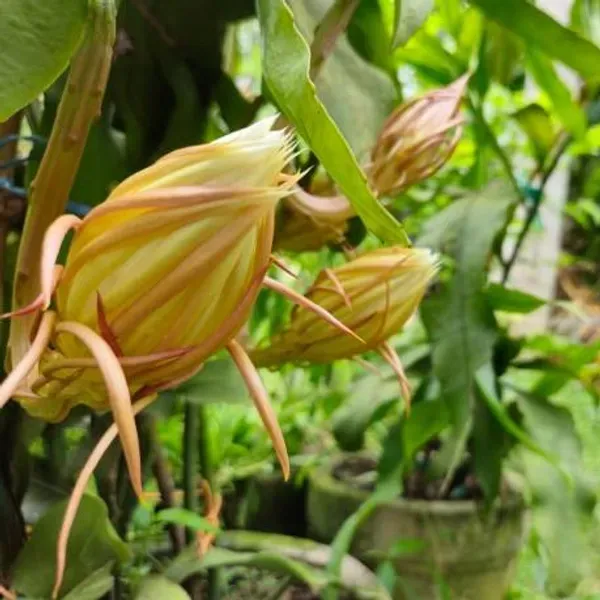 Brahma_Kamal_Flower_Plant_Yellow