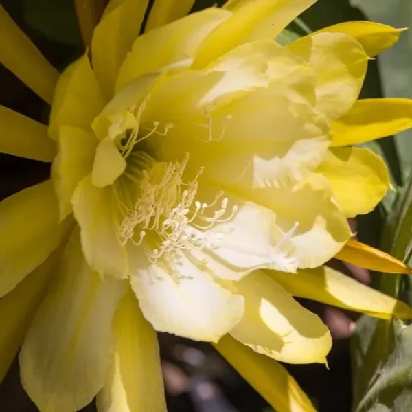 Brahma_Kamal_Flower_Plant_Yellow