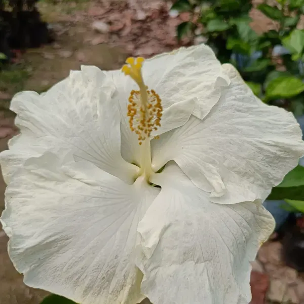 American_Variety_Hibiscus_Flower_Plants_White