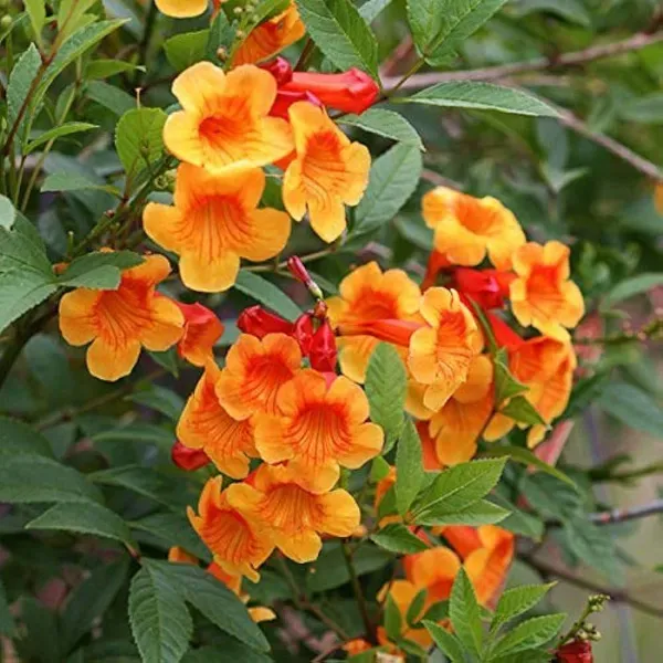 Tecoma_Flower_Plant_Orange_For_Home_Garden