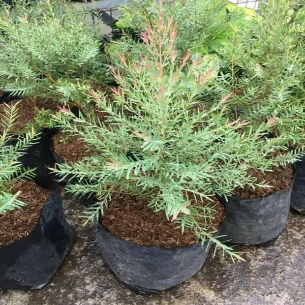 Dwarf_Variety_Bottle_Brush_Flower_Plant_White