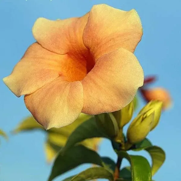 Allamanda_Flower_Plant_Variegated