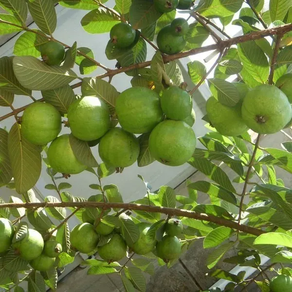 Allahabad_Safeda_Guava_Grafted_Fruit_Plants