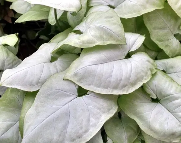 Syngonium_Plant_White_For_Home_Garden