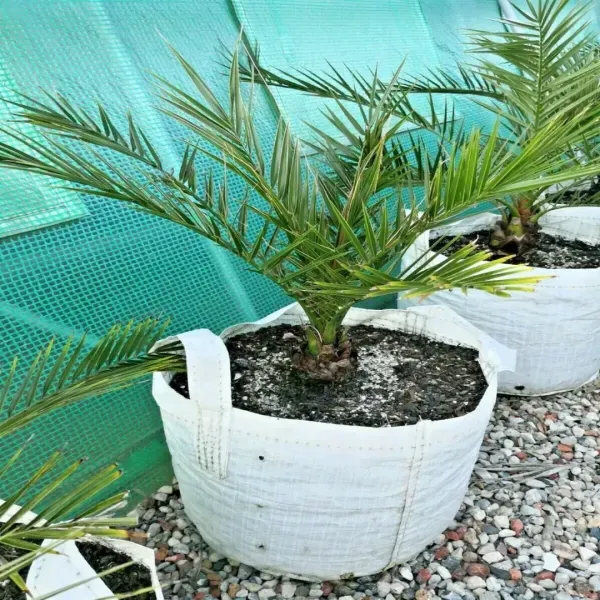 Arabian_Dwarf_Variety_Date_Plum_Live_Plant
