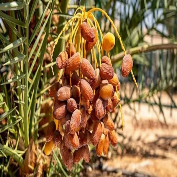 Arabian_Dwarf_Variety_Date_Plum_Live_Plant