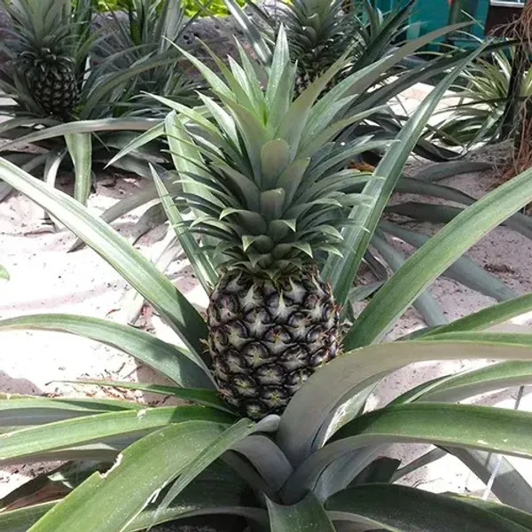 Green_Pineapple_Fruit_Plant_For_Home_Garden