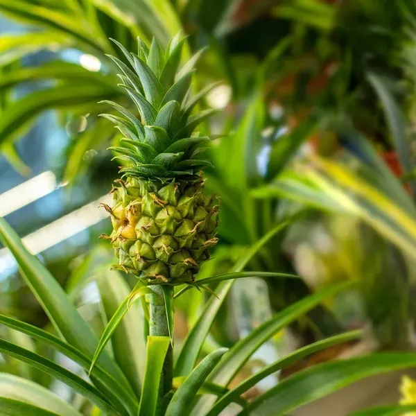 Green_Pineapple_Fruit_Plant_For_Home_Garden