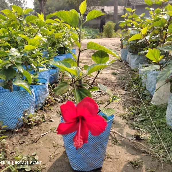 Miniature_Hibiscus_Flower_Plant_Red