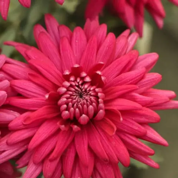 Chrysanthemum_Chandramallika_Flower_Plant_Red