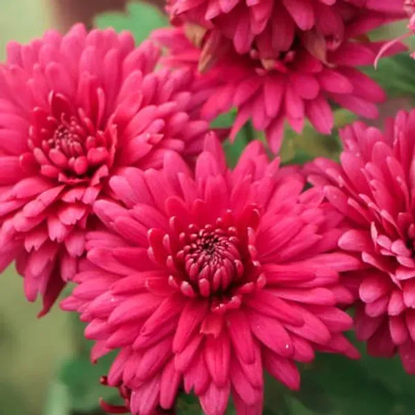 Chrysanthemum_Chandramallika_Flower_Plant_Red