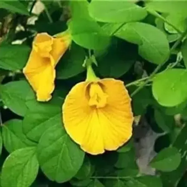 Aparajita_Flowers_Plant_Yellow