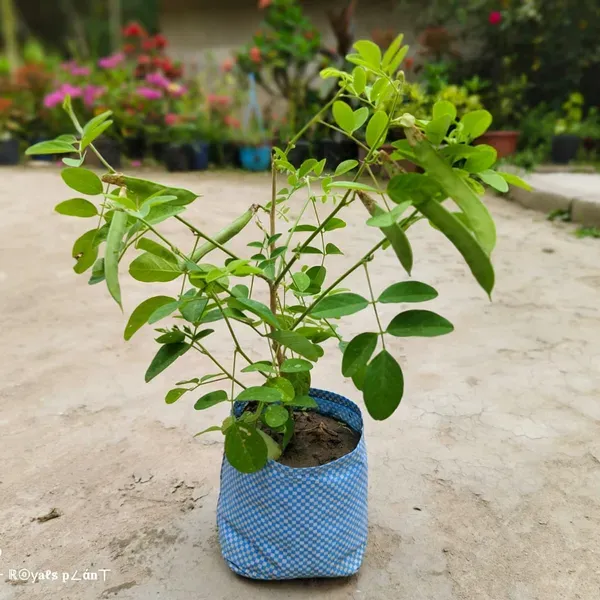 Aparajita_Flowers_Plant_Yellow