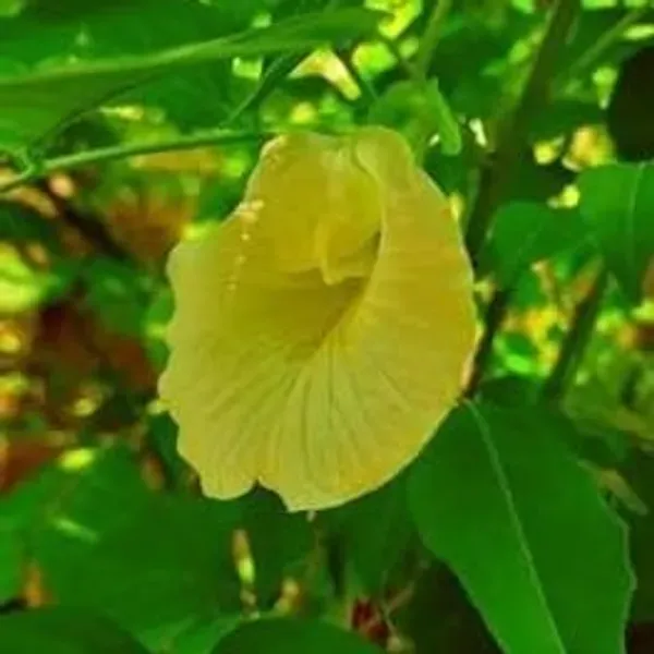 Aparajita_Flowers_Plant_Yellow