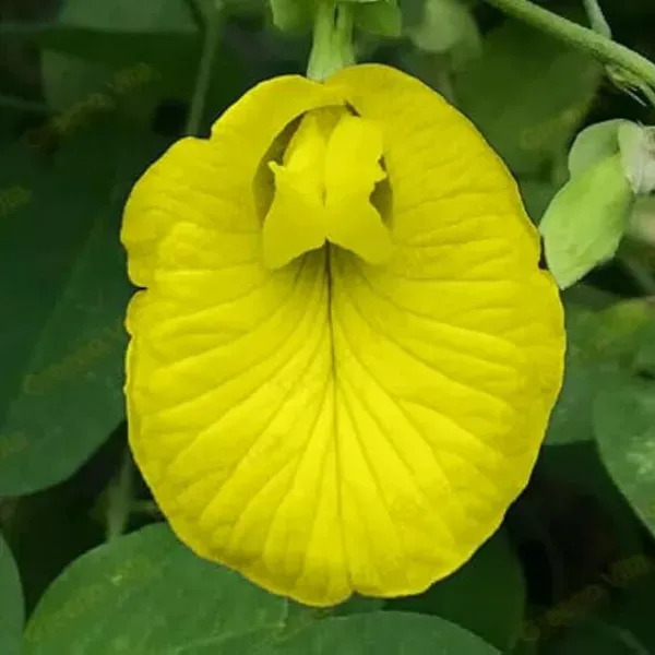 Aparajita_Flowers_Plant_Yellow