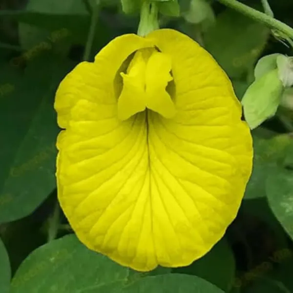 Aparajita_Flowers_Plant_Yellow