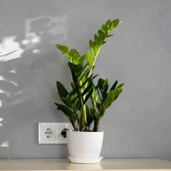 Zz_Live_Plant_For_Home_Garden