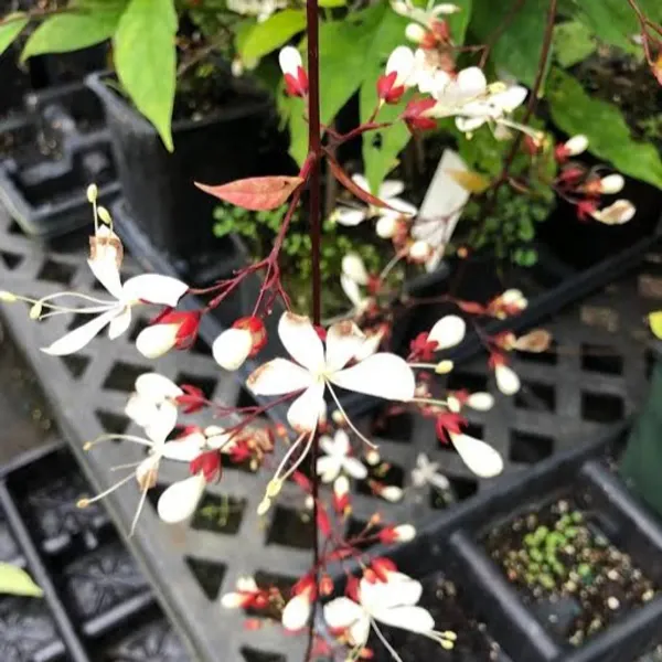 Chain_Of_Glory_Flower_Plant_For_Home_Garden