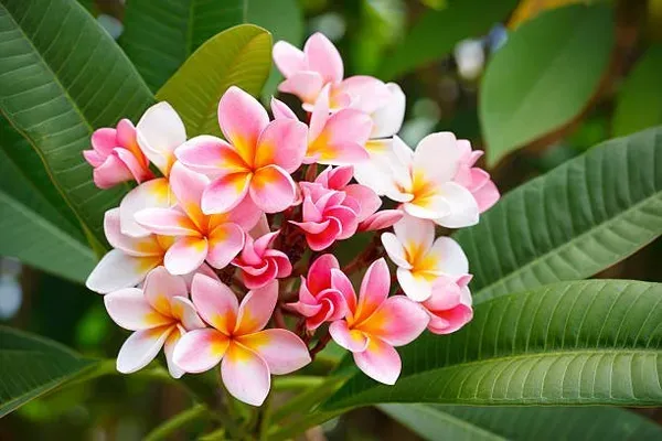 Pulmeria_Flower_Plant_Pink_For_Home_Garden