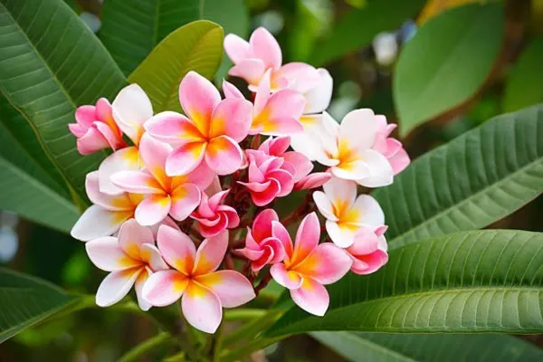 Pulmeria_Flower_Plant_Pink_For_Home_Garden