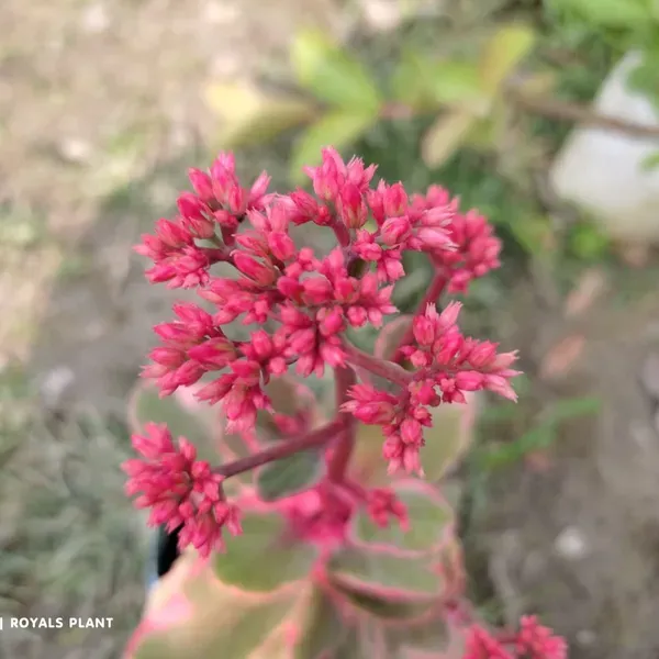 Variegated_Kalanchoe_Flower_Plant_Red