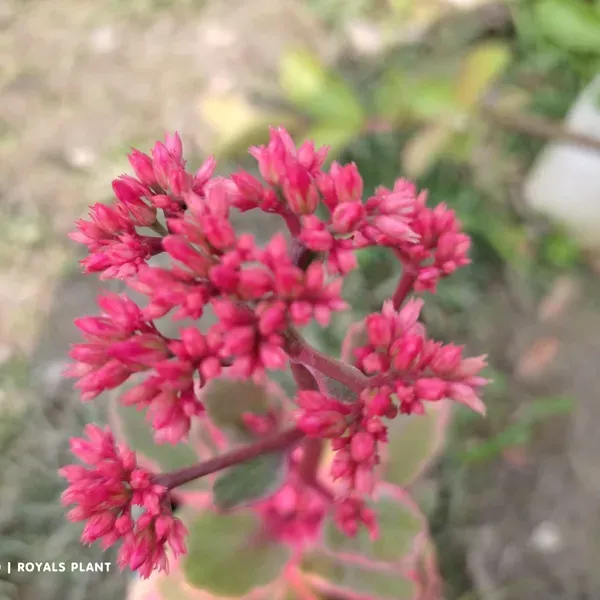 Variegated_Kalanchoe_Flower_Plant_Red