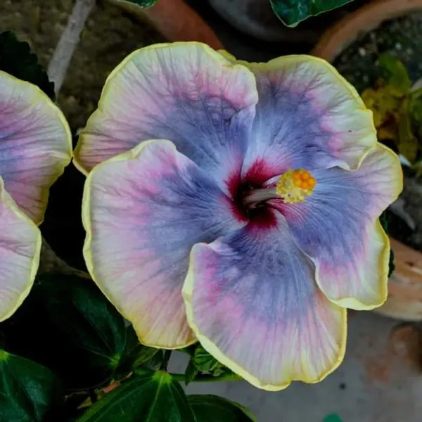 Australian_Variety_Grafted_Hibiscus_Flower_Plant