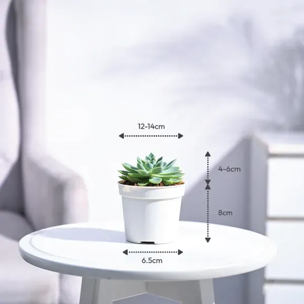 Echeveria_Pegasus_Sacculents_For_Home_Garden