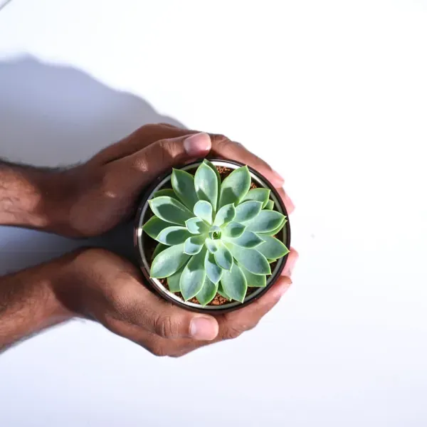 Echeveria_Pegasus_Sacculents_For_Home_Garden