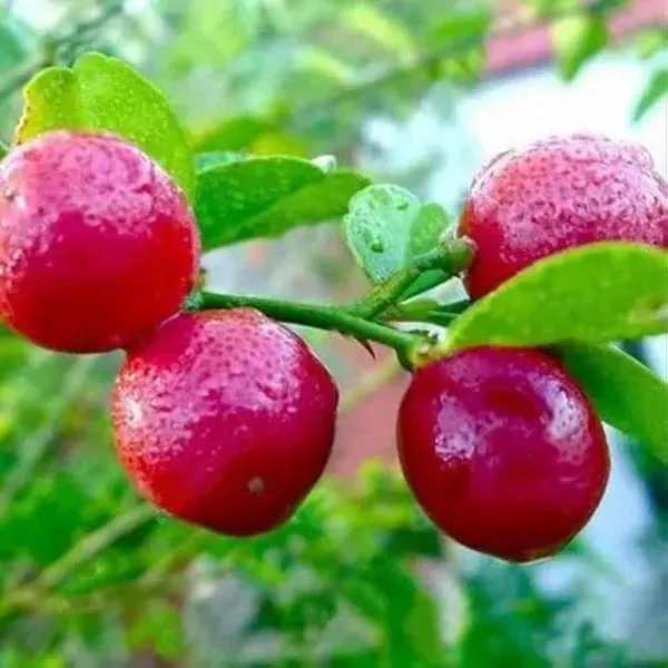 Red_Pati_Lemon_Grafted_Fruit_Plant