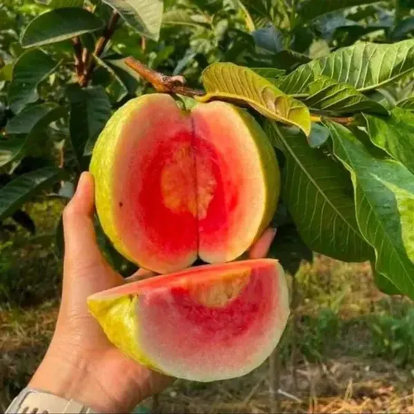 Red_Diamond_All_Time_Guava_Grafted_Fruit_Plant