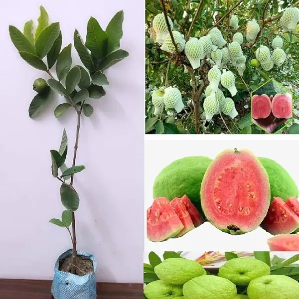 Red_Diamond_All_Time_Guava_Grafted_Fruit_Plant