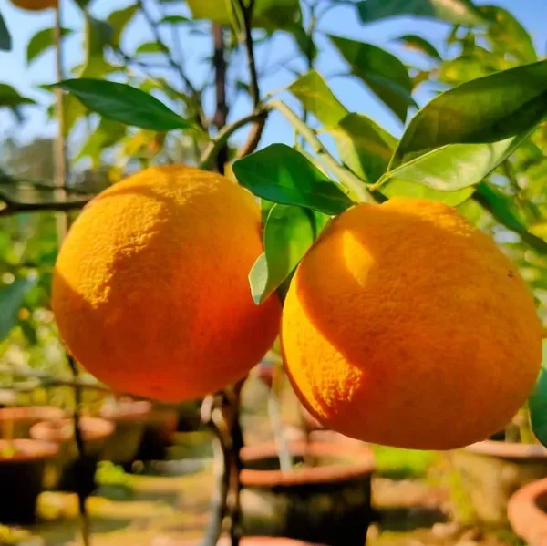 Mysorio_Yellow_Malta_Grafted_Lemon_Fruit_Plant