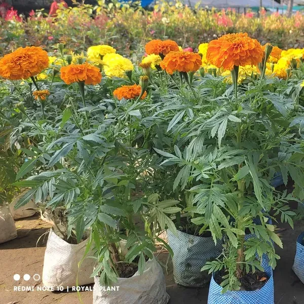 Hybrid_Inca_Variety_Marigold_Flower_Plant_Orange
