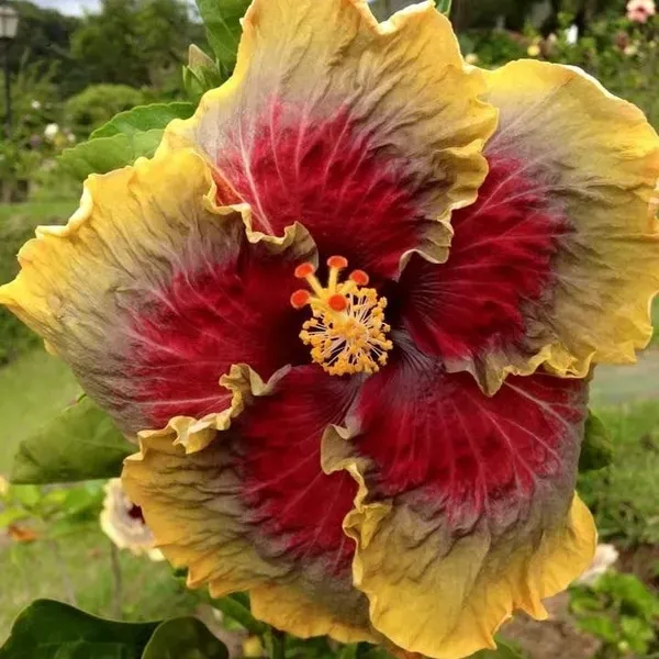 American_Variety_Hibiscus_Flower_Plant