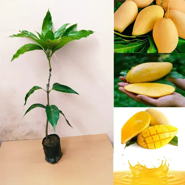 Nam_Doc_Mai_Mango_Grafted_Fruit_Plant