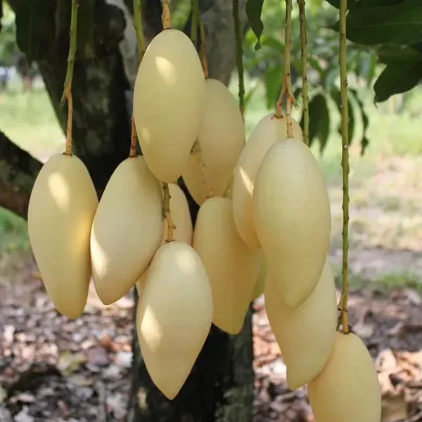 Nam_Doc_Mai_Mango_Grafted_Fruit_Plant