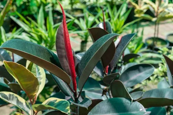 Chinese_Rubber_Plant_For_Home_Garden