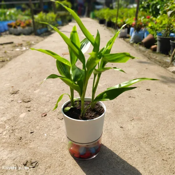 Lucky_Bamboo_Live_Plants_For_Home_Garden