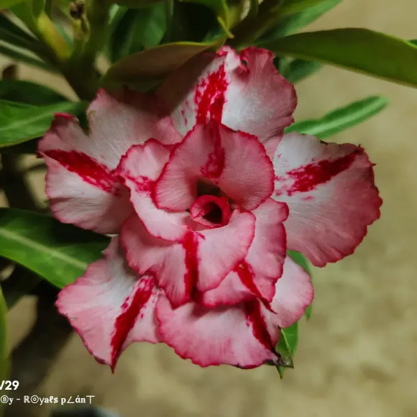 Delight_Adenium_Grafted_Flowers_Plant