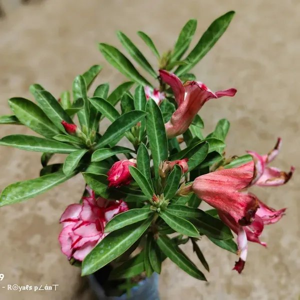 Delight_Adenium_Grafted_Flowers_Plant