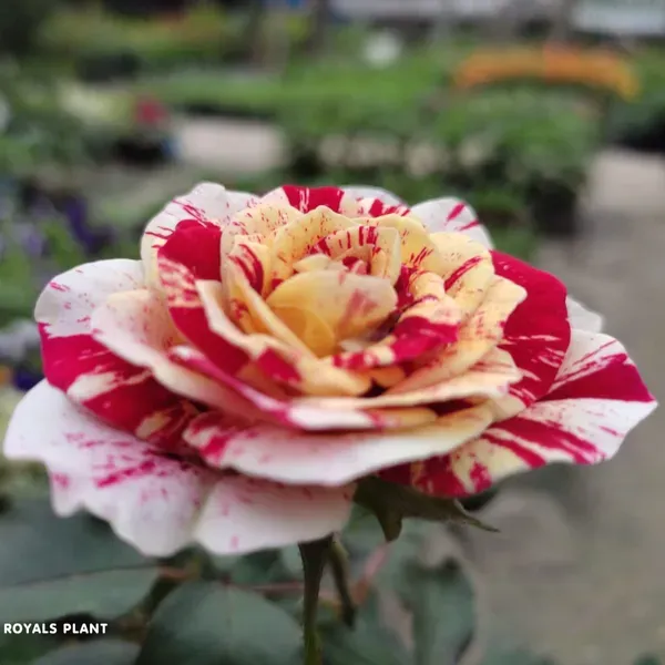 Abracadabra_Rose_Flower_Plant_For_Home_Garden