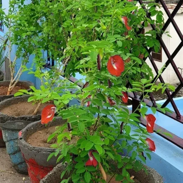 Aparajita_Flower_Plant_Red_For_Home_Garden