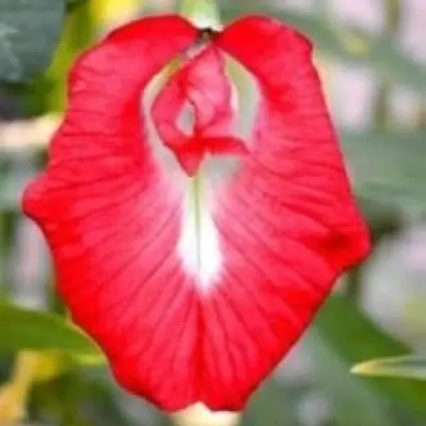 Aparajita_Flower_Plant_Red_For_Home_Garden