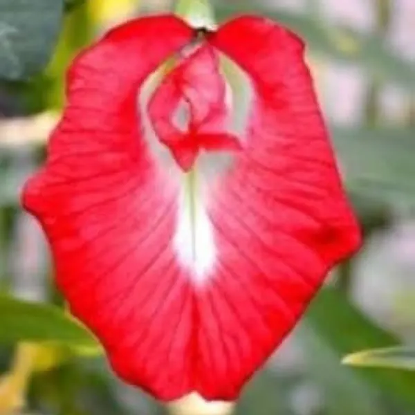 Aparajita_Flower_Plant_Red_For_Home_Garden