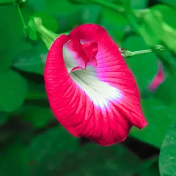 Aparajita_Flower_Plant_Red_For_Home_Garden