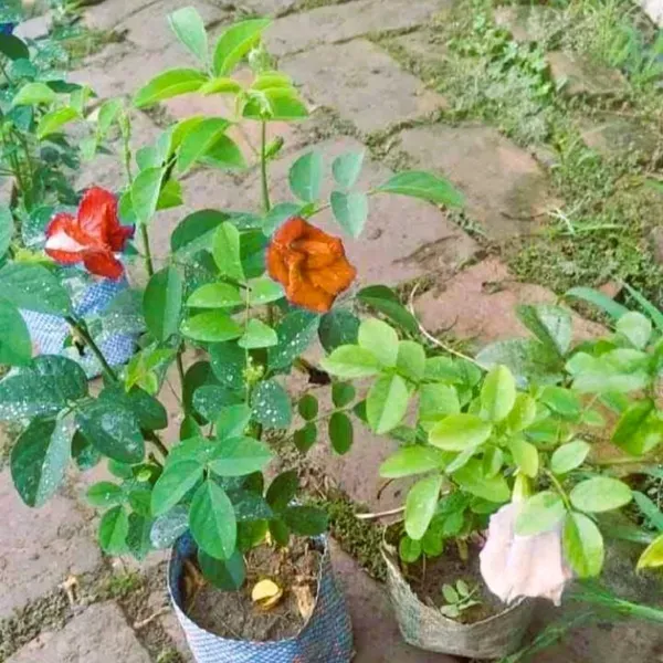 Aparajita_Flower_Plant_Red_For_Home_Garden