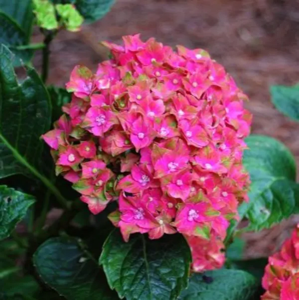 Hybrid_Hydrangea_Flower_Plants_Red