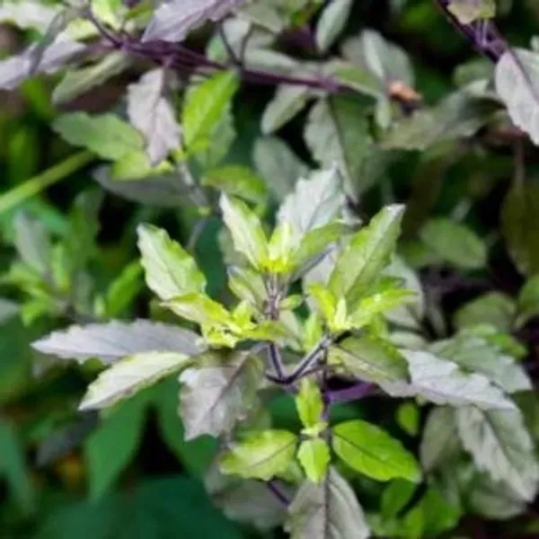 Radha_Tulshi_Plant_For_Home_Garden